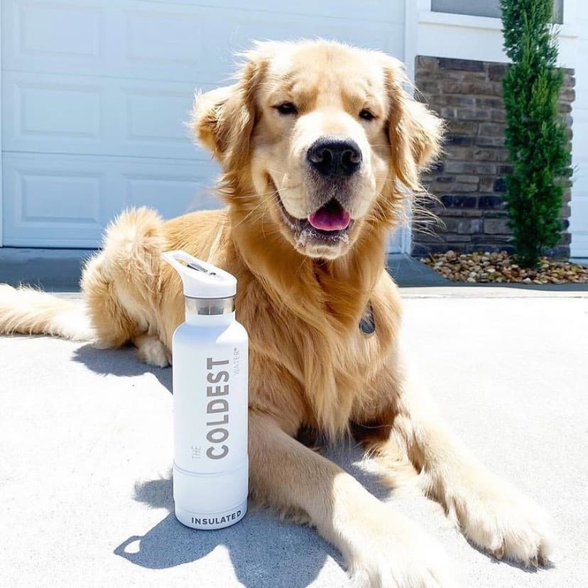 Dog relaxing beside a Coldest bottle